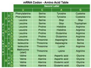 RNA Translation - Science Classroom Teacher Resources