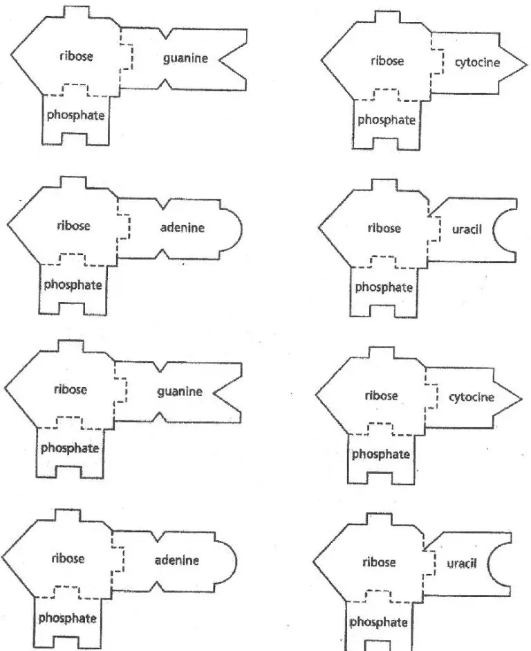 DNA & RNA Templates - Science Classroom Teacher Resources